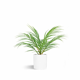 Desktop palm