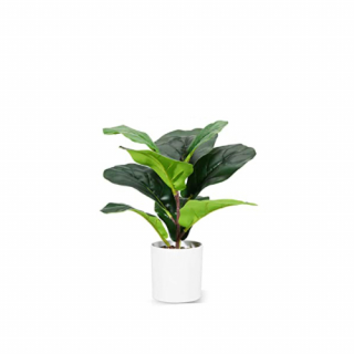 Desktop ficus