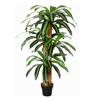 Dracena