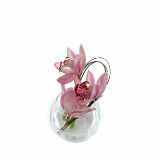 Cymbidium bol