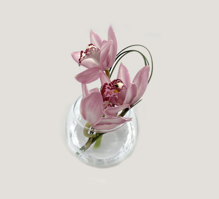 Cymbidium bol