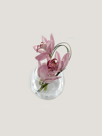 Cymbidium bol