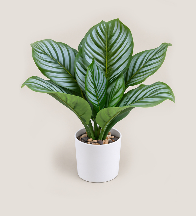 Calathea sobremesa