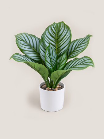 Calathea sobretaula