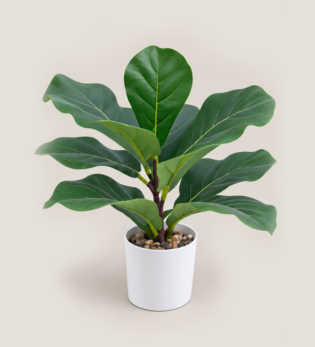 planta ficus decorativa