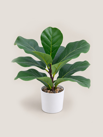 planta ficus decorativa