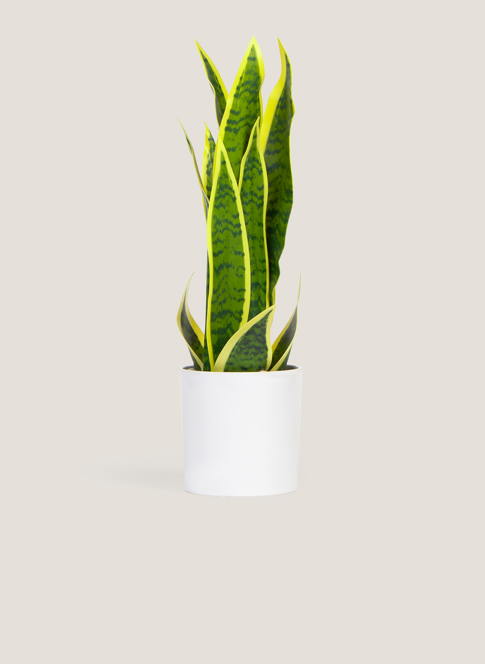 Sanseviera sobremesa